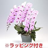 ���i�̏ڍ�
