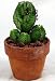 Tanzania Zipper Plant-Euphorbia anapilia-3.5
