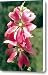 Kashmir Tree Mallow Canvas Print / Canvas Art - Artist American School
