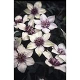 クレマチス：テッセン[鉄線]4.5号ポットkl[2年生苗](フロリダ・原種系）