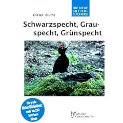 Schwarzspecht, Grauspecht, Gr�nspecht: Dryocopus martius, Picus canus, Picus viridis