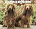 dachshund48 - Longhaired Dachshunds 2010 Wall Calendar 13 X 105