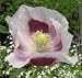 'THE GIANT' POPPY - PAPAVER. SOMNIFERUM GIGANTEUM - 50 SEEDS