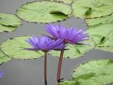 11x14 Digital Art Limited Edition Prints Waterlily Floral Realist Violet Lotus 2