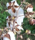 25 WHITE COTTON Gossypium Seeds