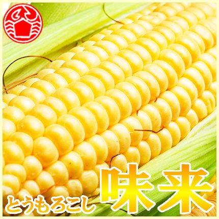 【早割予約受付中☆8月中旬以降のお届け予定】とうもろこし 味来（みらい） 10本入り
