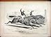1876 Horse Racing Kisber Beating Favourite Old Print