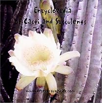 Encyclopedia of Cacti and Succulents CD-ROM