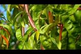 How to Prune Trees