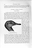 Haed 共通のリアの飛べない鳥の自然史 1895 飛べない鳥