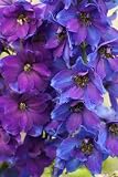 51MA1D6xADL. SL160  Delphinium Plants