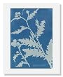 Anna Atkins, Thistle (Carduus acanthoides)