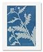 Anna Atkins, Thistle (Carduus acanthoides)