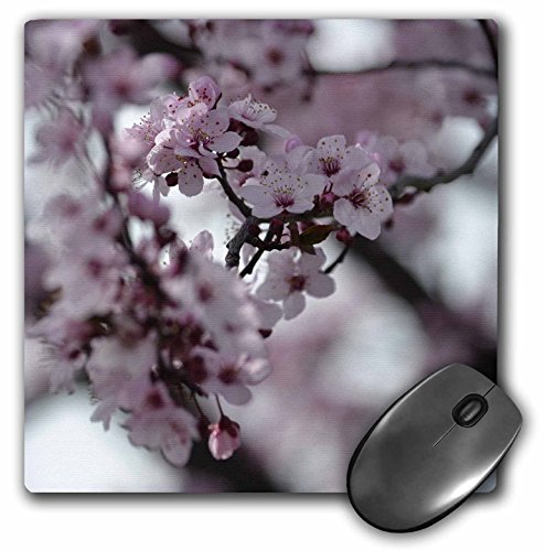 3dRose LLC 8 x 8 x 0.25 Inches Mouse Pad, Pretty Cherry Blossom Tree - Pink Flowers - Spring Photography (mp_51372_1)
