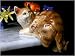 Porcelain Yellow Tabby Cat Shelf-Sitter