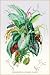 Art Poster, Ornamental Foliage Plants - 18.75 x 27.5