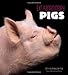 Extraordinary Pigs
