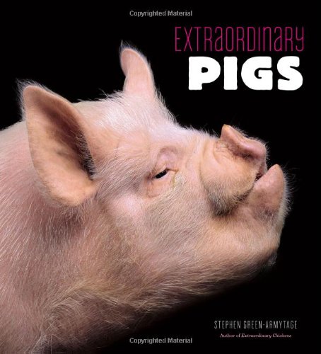 extraordinary pigs