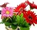 Pink and Red Beautiful Flowers - 24