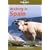 Walking in Spain (Lonely Planet Walking Guide)