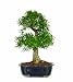 Brussel\'s Narrow Leaf Ficus Bonsai