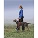Kitchen & Housewares : Gentle Leader Easy Walk Harness (Medium/Large) Red