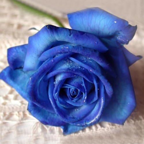 50 Pcs Blue Rose Seeds DIY Home Garden Dec