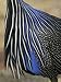Detail of Vulturine Guineafowl Breast Feathers, Samburu National Reserve, Kenya Art S...