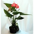 BUY : Pink Anthurium Hawaiian Volcano Rock Bonsai - Father's Day Gift