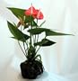 Pink Anthurium Hawaiian Volcano Rock Bonsai