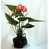 Pink Anthurium Hawaiian Volcano Rock Bonsai