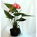 Pink Anthurium Hawaiian Volcano Rock Bonsai
