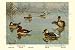 Art Poster, Masked and Madagascan Ducks - 27.5 x 18.75