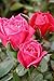 Rubellite Micro Miniature Rose Bush - Fragrant/Hardy