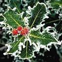 Childline Charity Christmas Cards - The Holly Bears The Crown (Pack of 8)