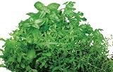 AeroGarden Italian Herb Seed Kit