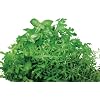 AeroGarden Italian Herb Seed Kit