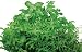 AeroGarden Italian Herb Seed Kit