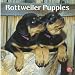 Rottweiler Puppies 2010 Square Wall (Multilingual Edition)