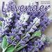 Lavender 2009 Wall Calendar 12 X 12