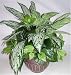 18" Chinese Evergreen & Philodendron Arrangement