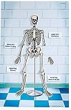 Skeleton Magnetic Science Tiles