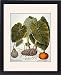 Framed Prints of GOURD, TARO, a PUMPKIN. Gourd (Cucurbitaceae family), taro or dasheen from Granger Art on Demand