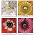 Lavatera, White Parrot Tulip, Poppy, and Anenome Set by Andrew Levine 12"x12" Art Print Poster