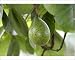 Photographic Prints of WAT-8975 Avocado from Ardea Wildlife Pets