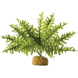 Exo Terra Boston Fern Terrarium Plant, Small
