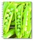 Barefoot Contessa Farm Stand Wire-O Bound Journal (Potter Style)