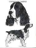 Springer Spaniel - Double Image by Cindy Farmer