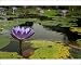 Photographic Prints of GP-29 Purple Waterlily flower in a pond from Ardea Wildlife Pets