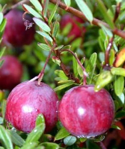 American Cranberry Bush - Great Groundcover - Delicious - 2.5 American Cranberry Bush - Great Groundcover - Delicious - 2.5
